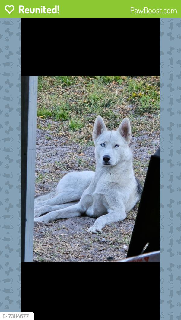 Reunited Female Dog last seen Royal Palm, Kissimmee, FL 34743