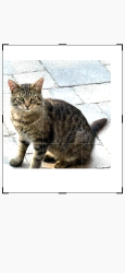 Found/Stray Unknown Cat last seen Escarpment SideRd / Heart Lake Rd, Caledon, ON L7K 2A3