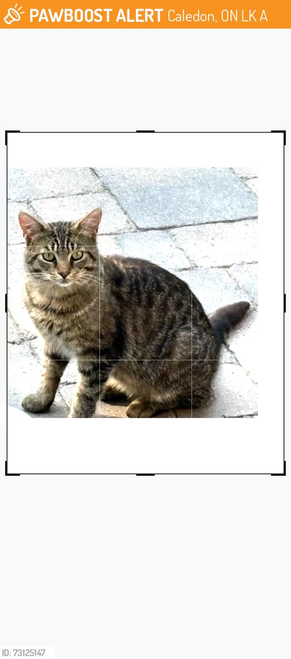 Found/Stray Unknown Cat last seen Escarpment SideRd / Heart Lake Rd, Caledon, ON L7K 2A3