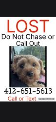 Lost Female Dog last seen Vine Street and Liberty Way, Liberty, PA 15133