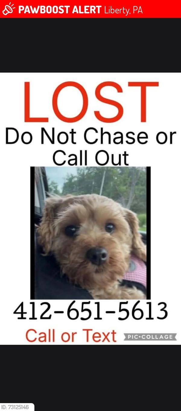 Lost Female Dog last seen Vine Street and Liberty Way, Liberty, PA 15133