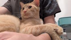 Found/Stray Male Cat last seen Sonic Drive-In, Nashville, TN 37207