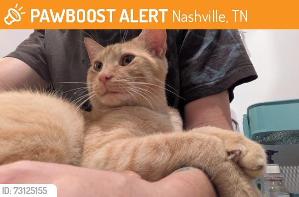 Found/Stray Male Cat last seen Sonic Drive-In, Nashville, TN 37207
