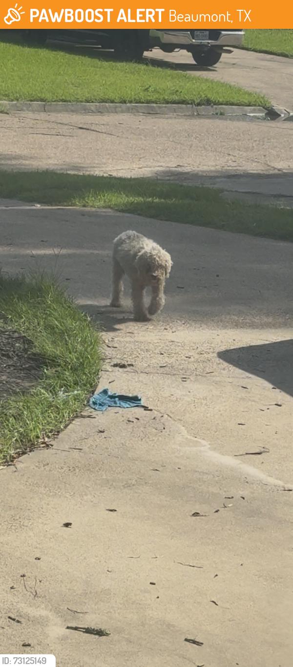 Found/Stray Unknown Dog last seen Back of concord rd, Beaumont, TX 77708