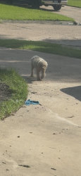 Found/Stray Unknown Dog last seen Back of concord rd, Beaumont, TX 77708
