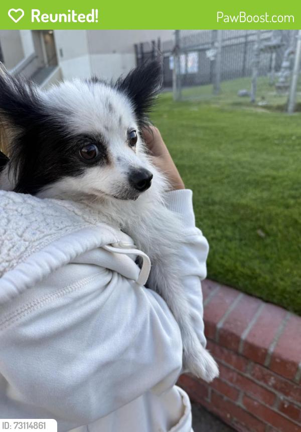 Reunited Unknown Dog last seen 14th and Palm Ave hb ca 92648, Huntington Beach, CA 92648