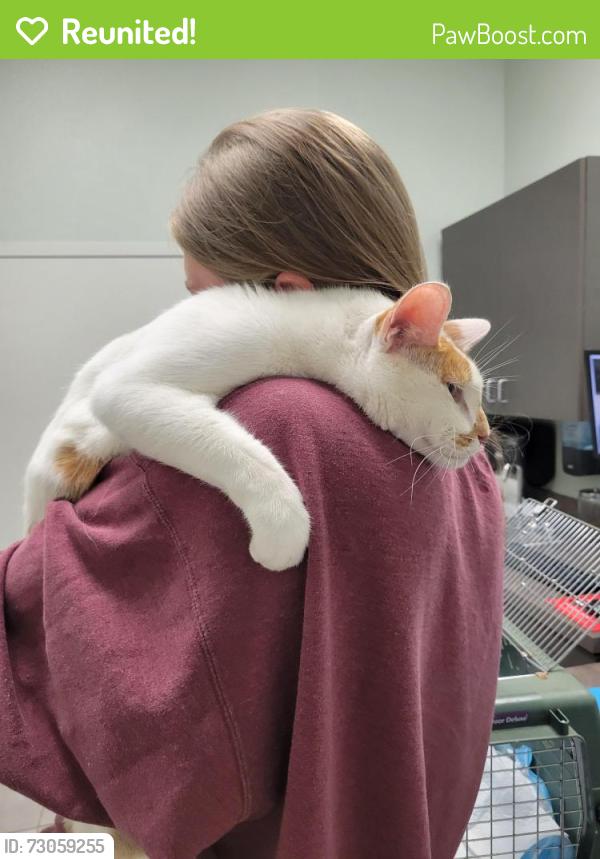 Reunited Male Cat last seen Highwoods Preserve s, Tampa, FL 33647