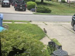 Found/Stray Female Cat last seen Baun Drive, across Broadhead from Patrick's Pub, Moon Township, PA 15108