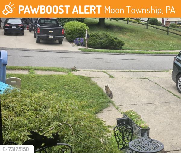 Found/Stray Female Cat last seen Baun Drive, across Broadhead from Patrick's Pub, Moon Township, PA 15108