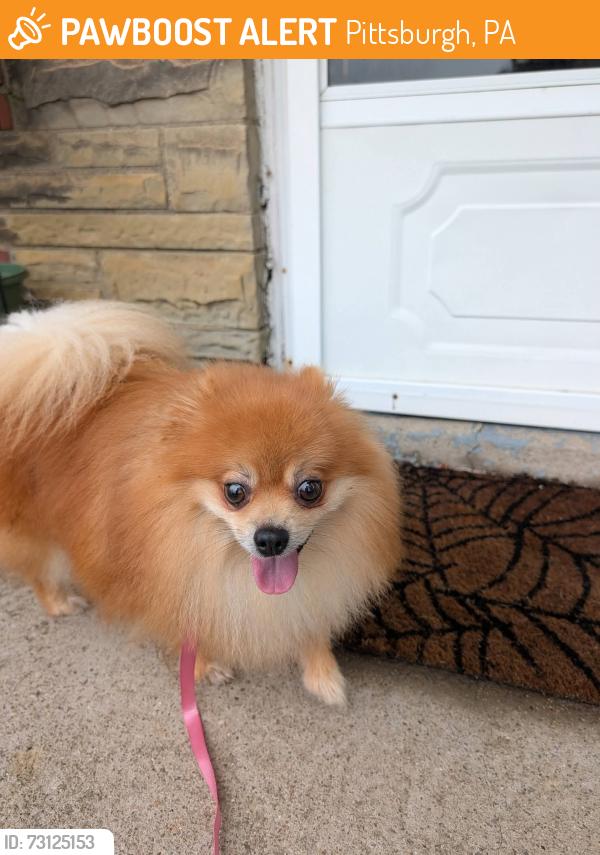 Found/Stray Male Dog last seen Near Parkline - Whitehall, Pittsburgh, PA 15227