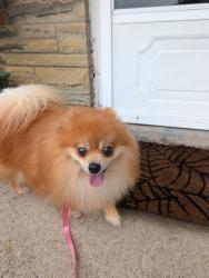 Found/Stray Male Dog last seen Near Parkline - Whitehall, Pittsburgh, PA 15227