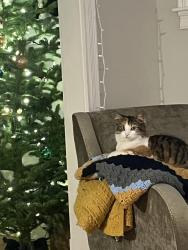 Reunited Female Cat last seen Lower falls rd, Falmouth, ME 04105