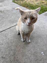 Found/Stray Male Cat last seen Benson and seventh Street, Upland, CA 91786