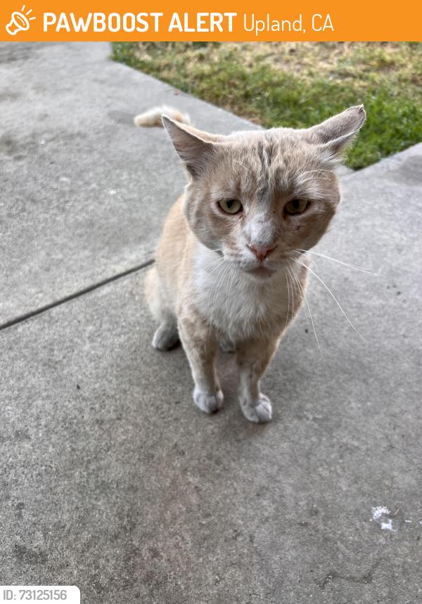 Found/Stray Male Cat last seen Benson and seventh Street, Upland, CA 91786