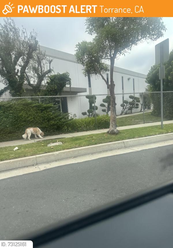 Found/Stray Unknown Dog last seen Garnier St and Skypark Dr. near Amazon fulfillment center, Torrance, CA 90503