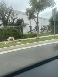 Found/Stray Unknown Dog last seen Garnier St and Skypark Dr. near Amazon fulfillment center, Torrance, CA 90503