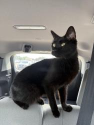 Found/Stray Male Cat last seen Detroit Road, Rocky River, OH 44116