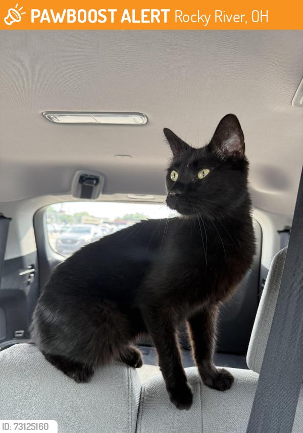 Found/Stray Male Cat last seen Detroit Road, Rocky River, OH 44116