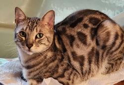 Reunited Male Cat last seen Yokeko Wye connection, Deception road, Anacortes, WA 98221