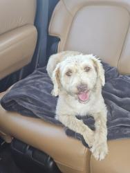 Reunited Female Dog last seen Rice Rd (off of Oswalt), Love County, OK 73448