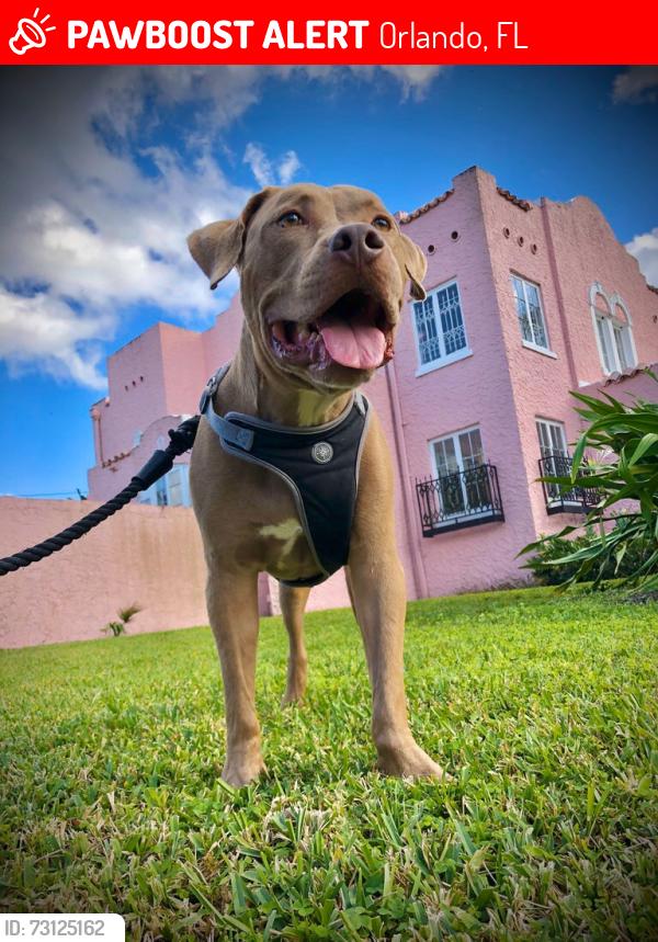 Lost Male Dog last seen Anderson, Orlando, FL 32803