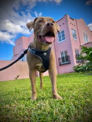 Lost Male Dog last seen Anderson, Orlando, FL 32803