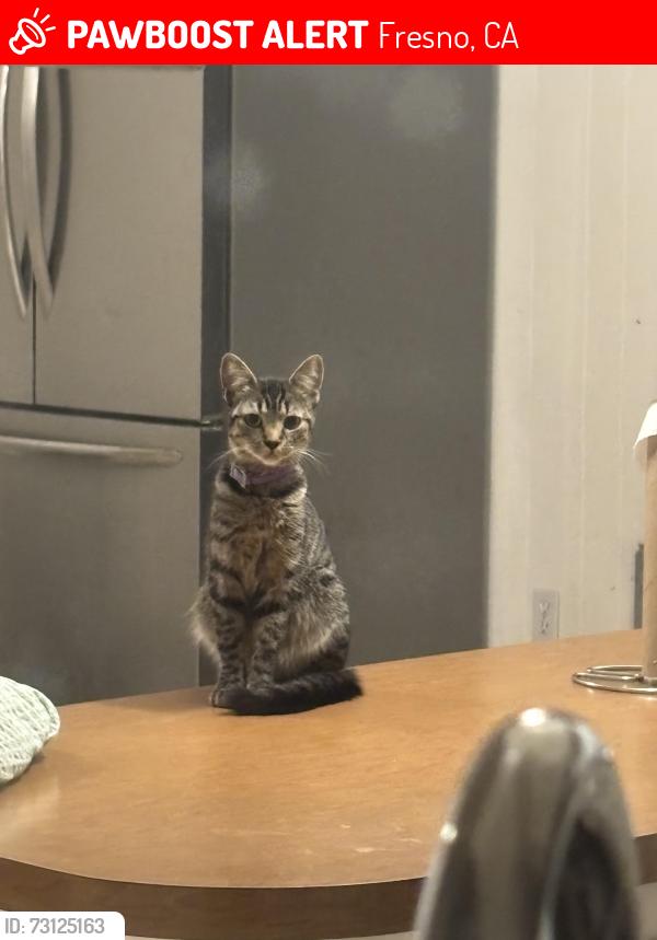 Lost Female Cat last seen Tioga middle school, Fresno, CA 93711