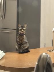 Lost Female Cat last seen Tioga middle school, Fresno, CA 93711