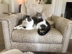 Reunited Female Cat last seen Kemp Road and Mcendree Road, Lake Norman of Iredell, NC 28117