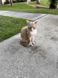 Found/Stray Male Cat last seen Benson and 7th street Mountain Crest apmts, Upland, CA 91786