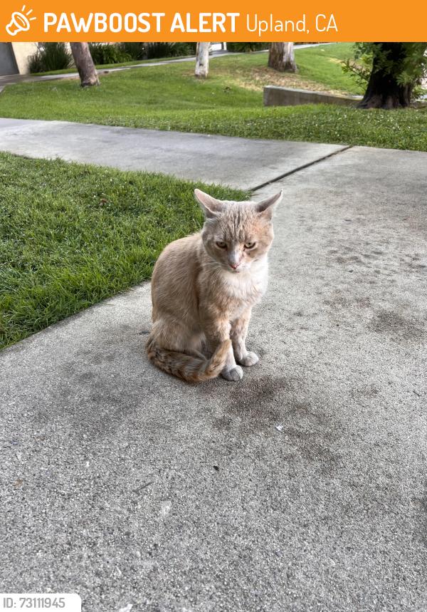 Found/Stray Male Cat last seen Benson and 7th street Mountain Crest apmts, Upland, CA 91786