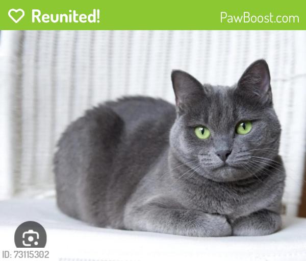 Reunited Female Cat last seen Near Roma Ave NE & Arno #505-515-7602, Albuquerque, NM 87102