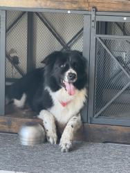 Reunited Male Dog last seen Blabbering and Bear run blvd, Orange Park, FL 32065
