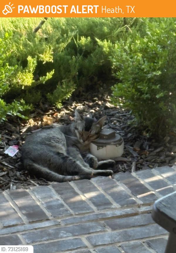 Found/Stray Male Cat last seen Erika Lane and Templin Avenue, Heath, TX 75126