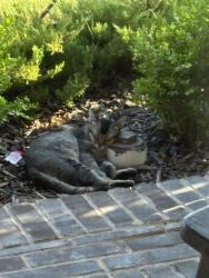 Found/Stray Male Cat last seen Erika Lane and Templin Avenue, Heath, TX 75126