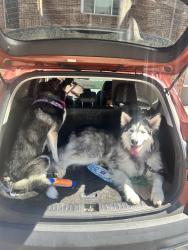 Reunited Male Dog last seen Simms & w Brandt pl, Littleton, CO 80127