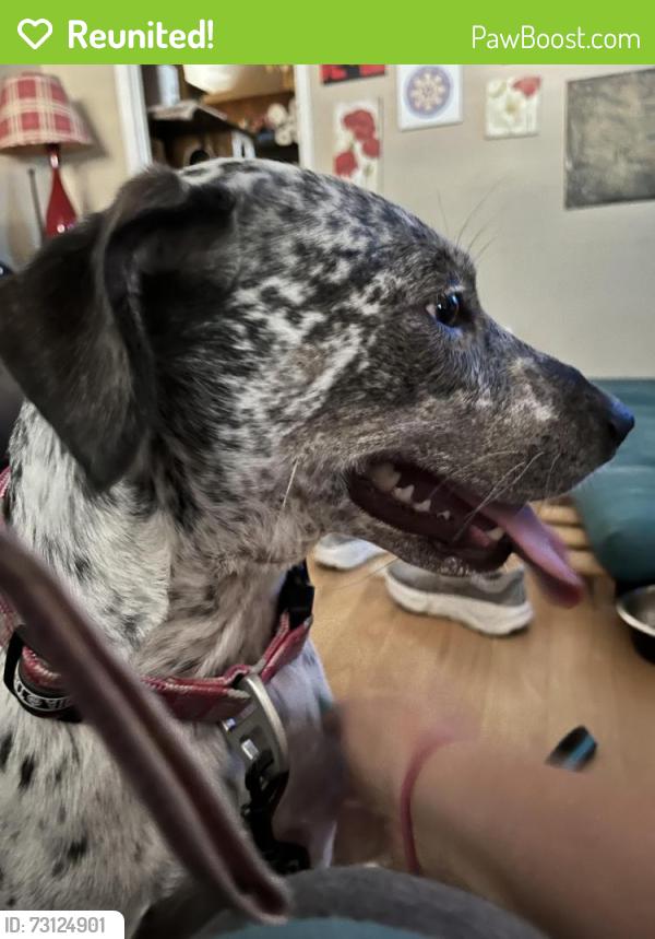Reunited Female Dog last seen Blaney Ave, North Richland Hills, TX 76180, USA, North Richland Hills, TX 76180