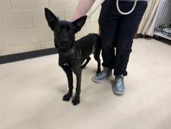 Shelter Stray Female Dog last seen Near BLOCK N 73RD ST, 3839 W Burnham St, West Milwaukee, WI 53215, USA