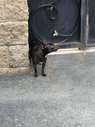 Reunited Male Dog last seen Rising Sun Ave, Philadelphia, PA, USA, Philadelphia, PA 19120