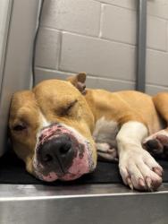 Shelter Stray Female Dog last seen Near, 2600 S Harding St, Indianapolis, IN 46221, USA