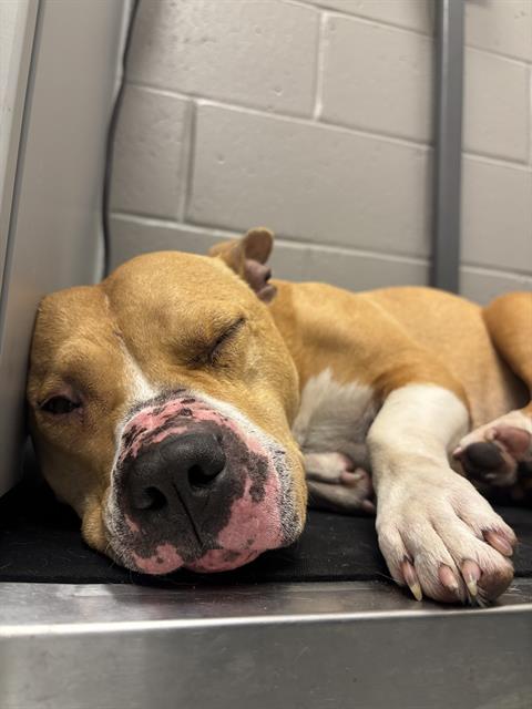 Shelter Stray Female Dog last seen Near, 2600 S Harding St, Indianapolis, IN 46221, USA
