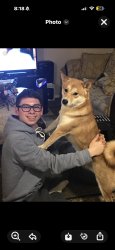 Lost Male Dog last seen Ancient agora st and valley, North Las Vegas, NV 89031