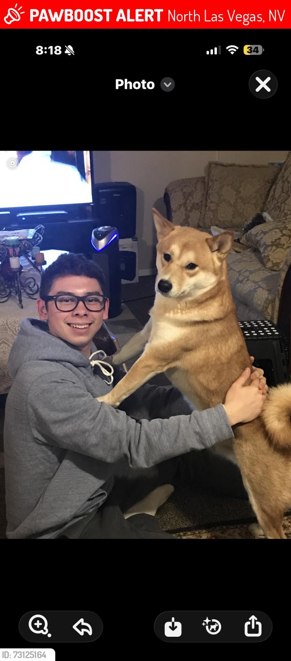 Lost Male Dog last seen Ancient agora st and valley, North Las Vegas, NV 89031