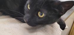 Shelter Stray Female Cat last seen , 1850 W 60th St, Los Angeles, CA 90047, USA