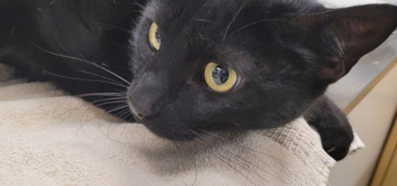 Shelter Stray Female Cat last seen , 1850 W 60th St, Los Angeles, CA 90047, USA