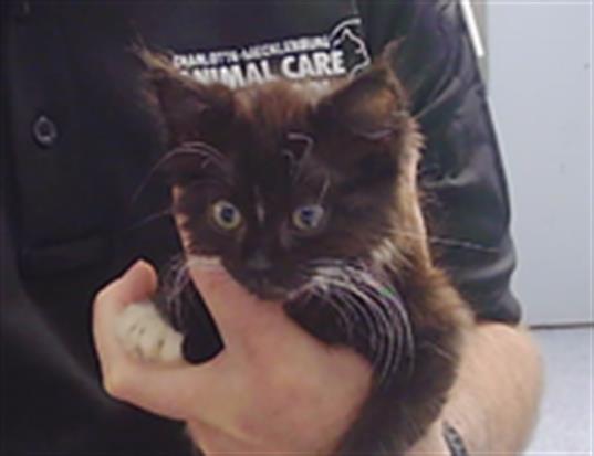 Shelter Stray Female Cat last seen CHARLOTTE, 8315 Byrum Dr, Charlotte, NC 28217, USA