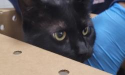 Shelter Stray Male Cat last seen , 1850 W 60th St, Los Angeles, CA 90047, USA