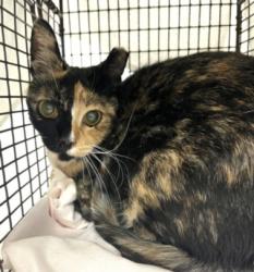 Shelter Stray Female Cat last seen , 1850 W 60th St, Los Angeles, CA 90047, USA