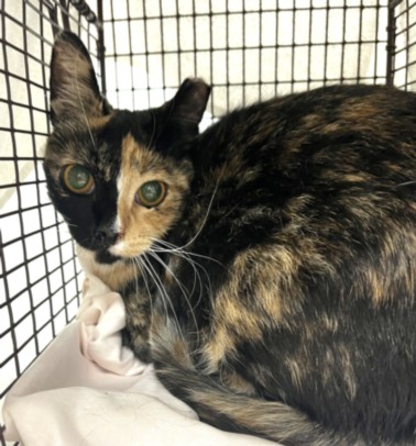 Shelter Stray Female Cat last seen , 1850 W 60th St, Los Angeles, CA 90047, USA