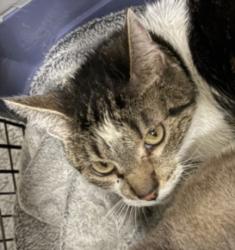 Shelter Stray Female Cat last seen , 1850 W 60th St, Los Angeles, CA 90047, USA